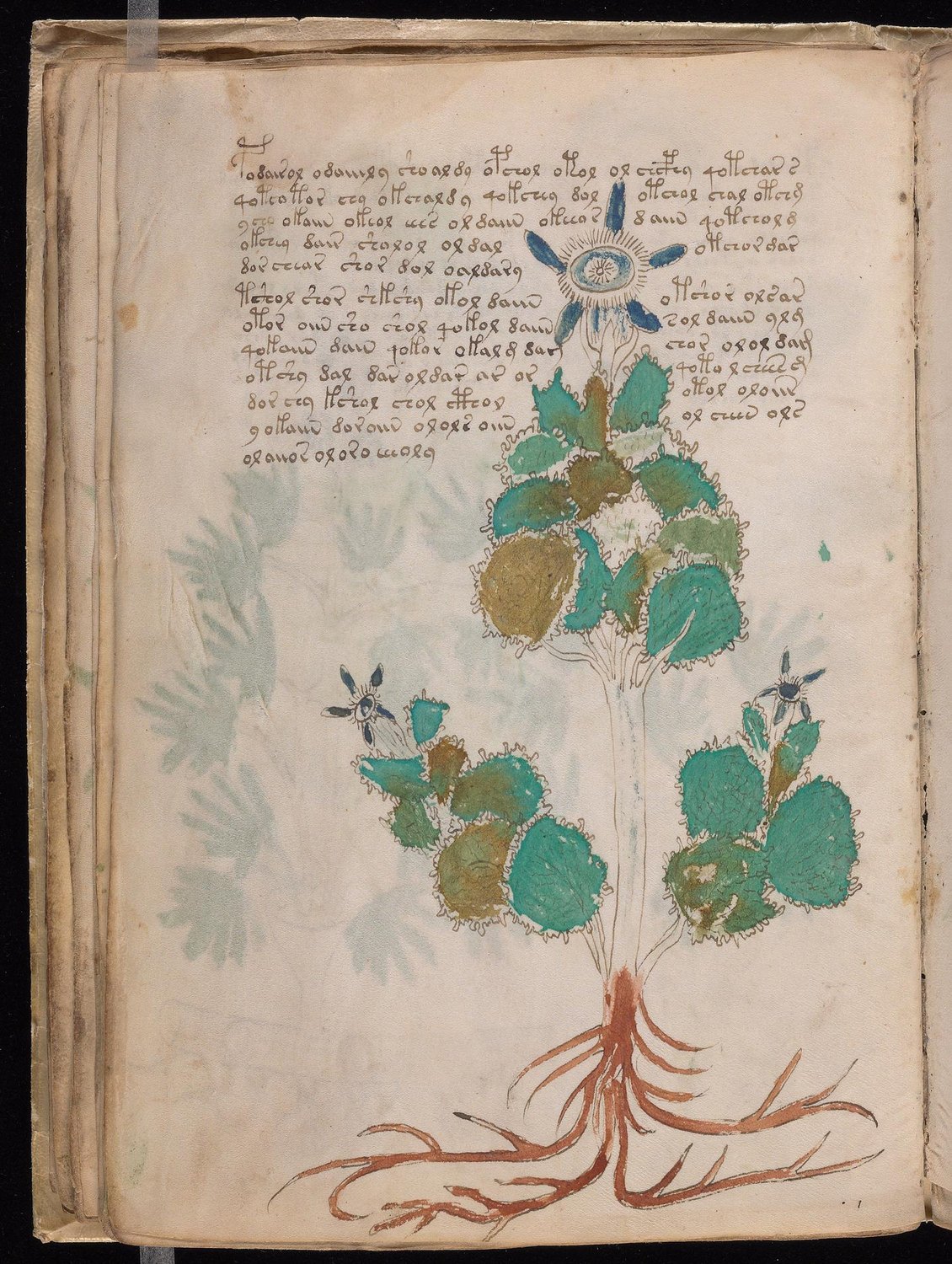 Herbal Page 44